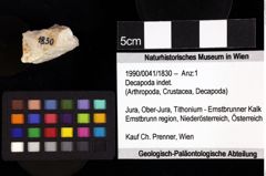 Foto (Objket + Etiketten) von Cracensigillatus acutirostrus (Moericke, 1889) 